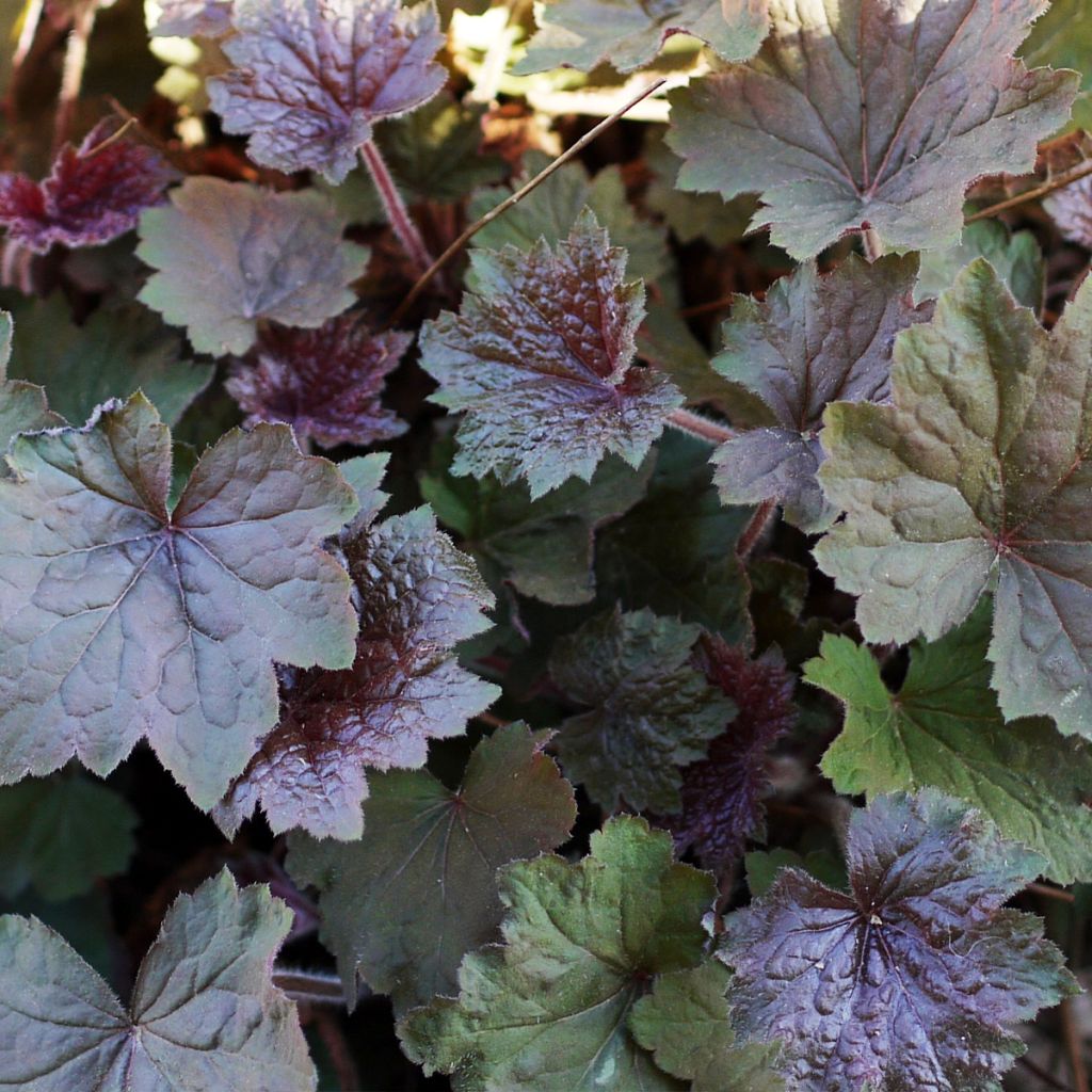 Heuchère - Heuchera Brownies