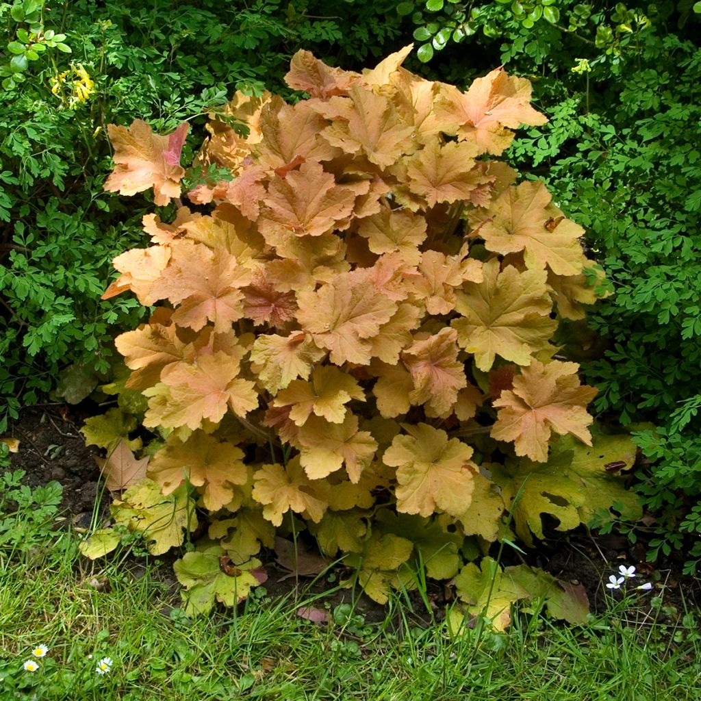 Heuchera Caramel