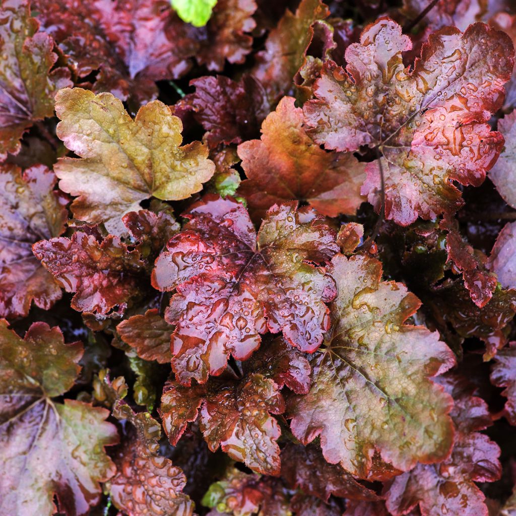 Heuchera Chocolate Ruffle