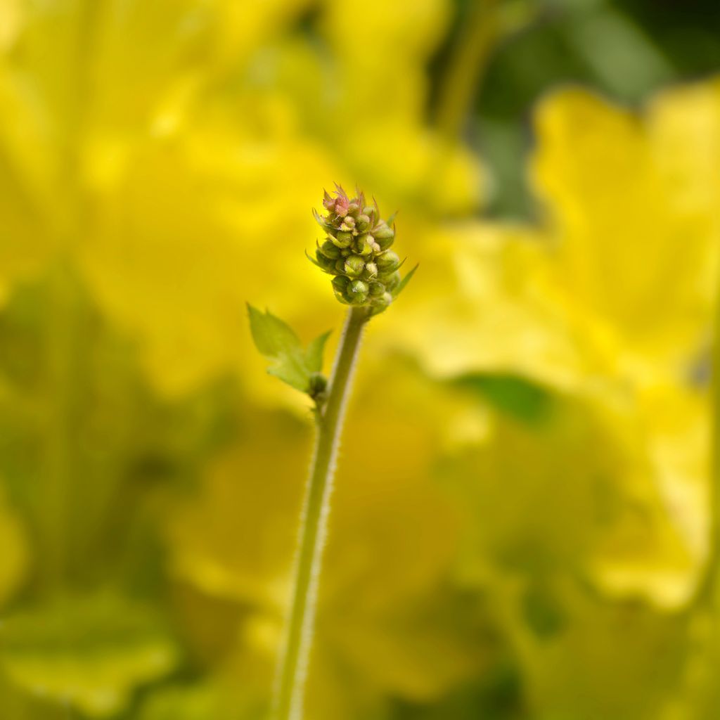 Heuchera Electric Lime