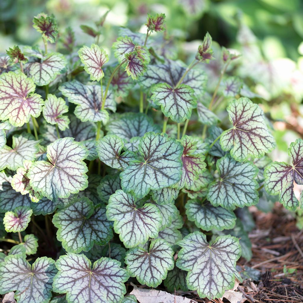 Heuchera Green Spice