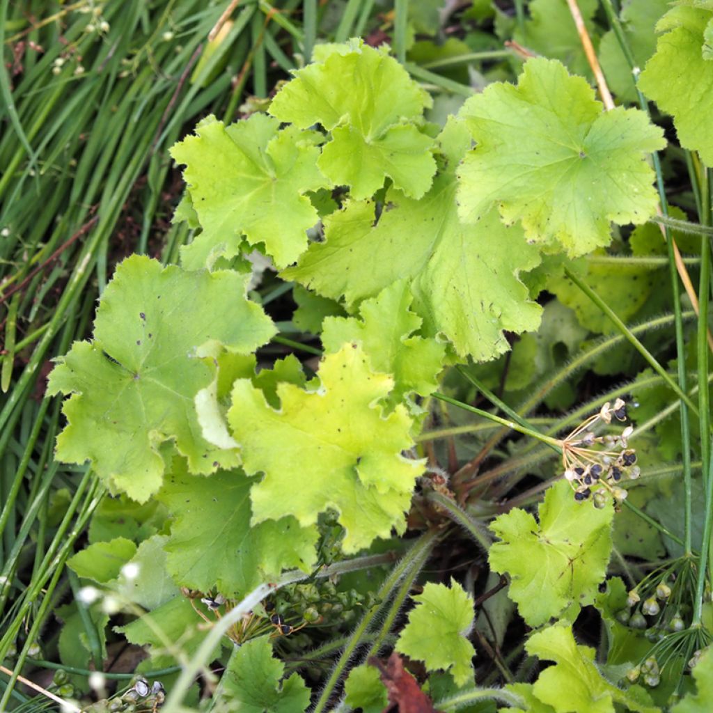 Heuchera Guacamole