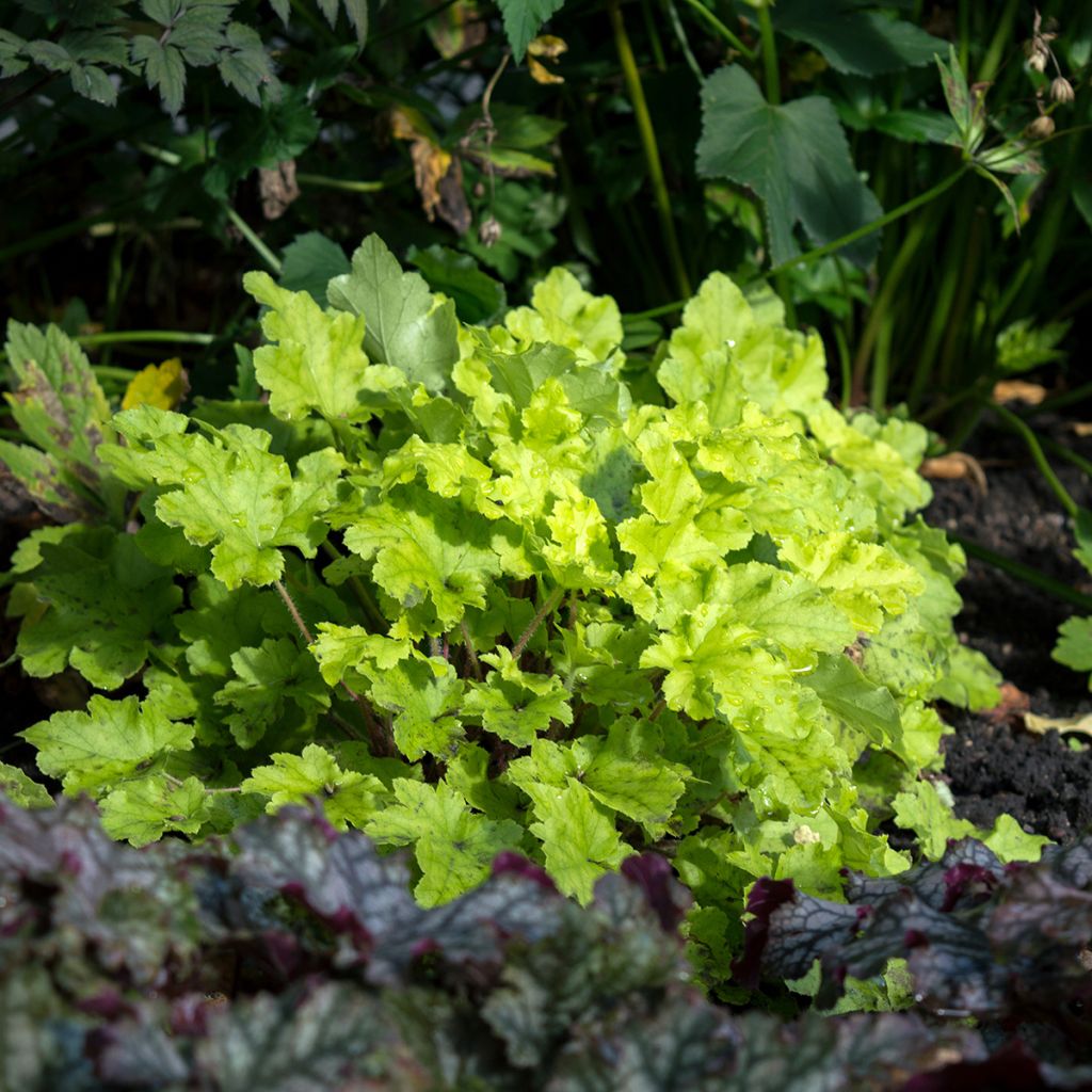 Heuchera Lime Marmalade