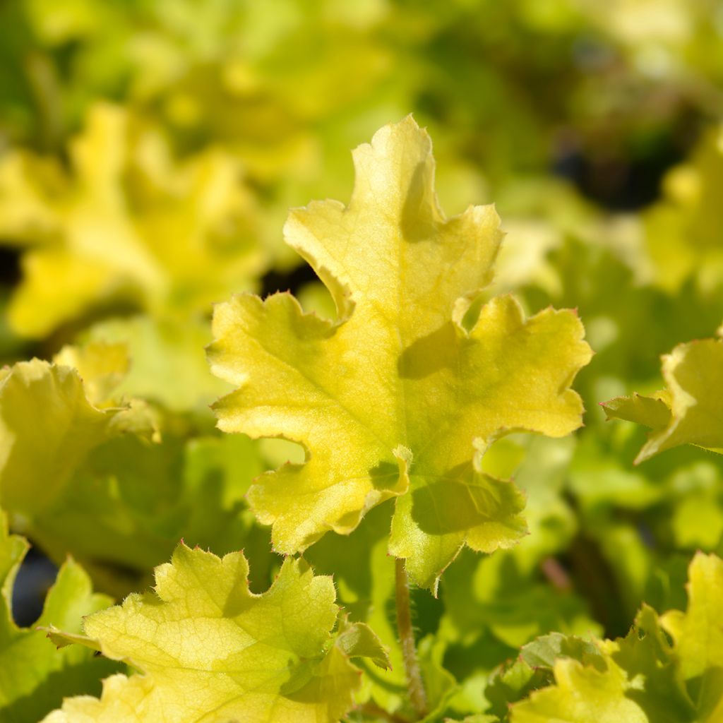 Heuchera Lime Marmalade