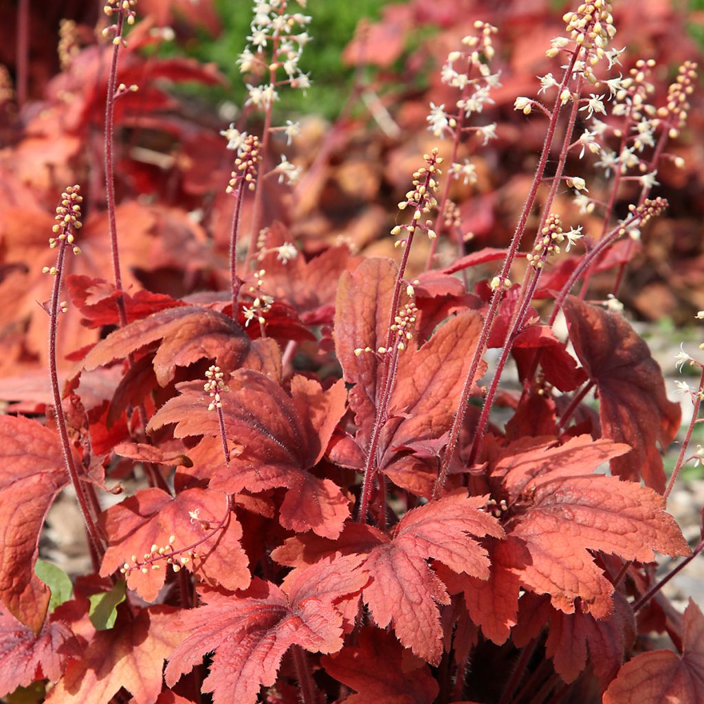 Heuchera Marmelade