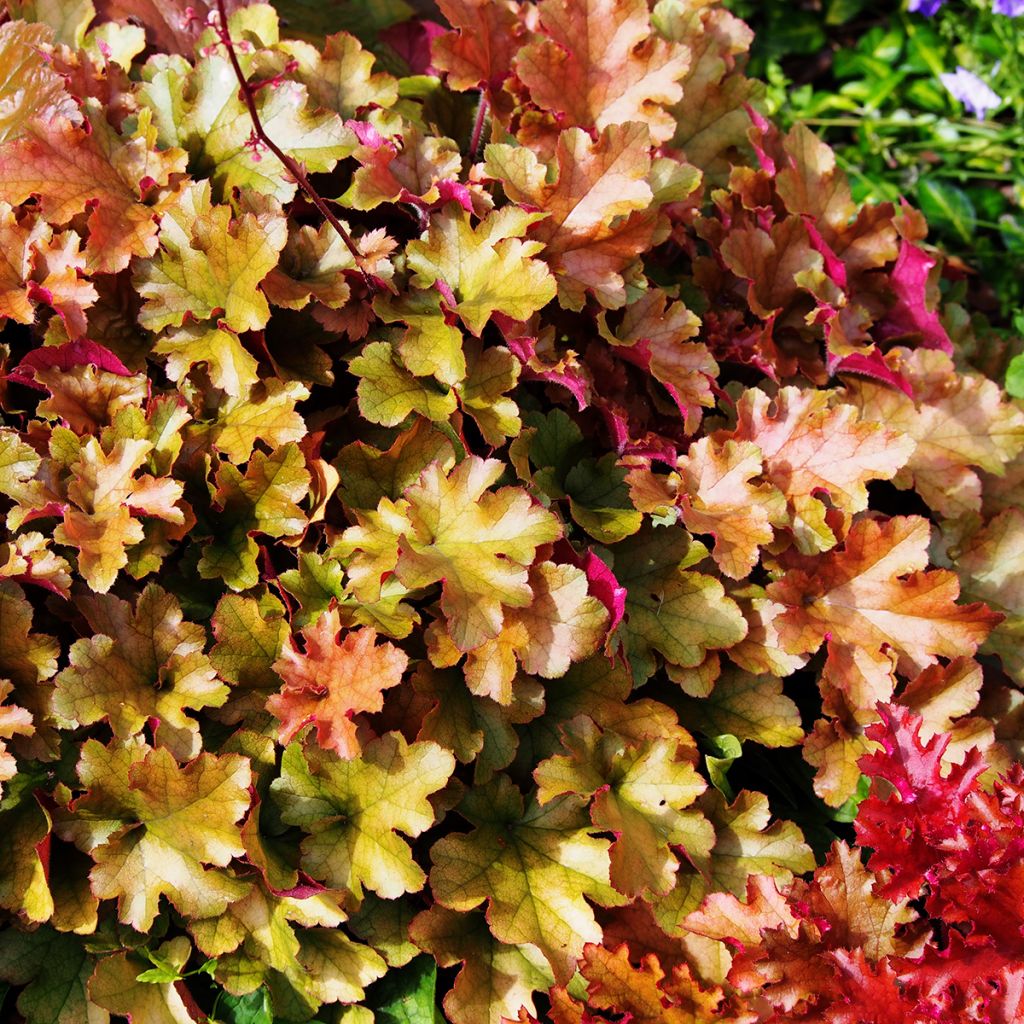 Heuchera Marmelade