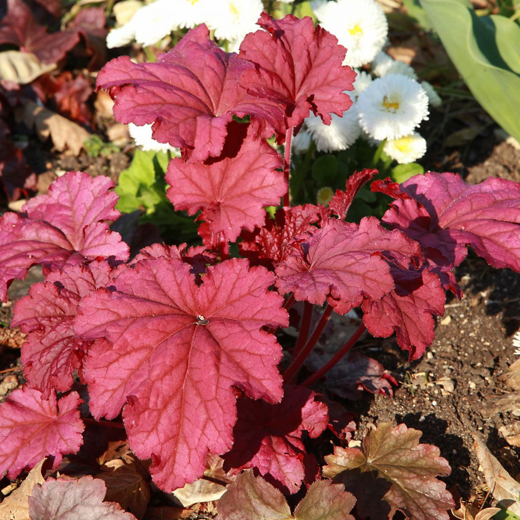 Heuchera Marmelade