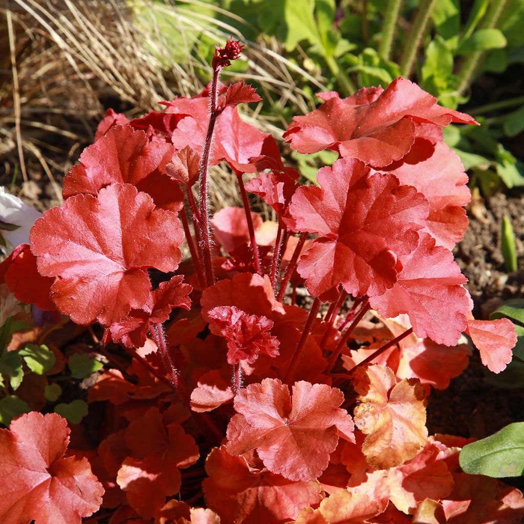 Heuchera Marmelade