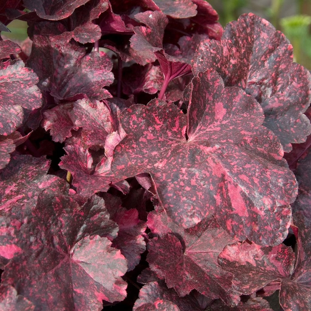 Heuchera Midnight Rose