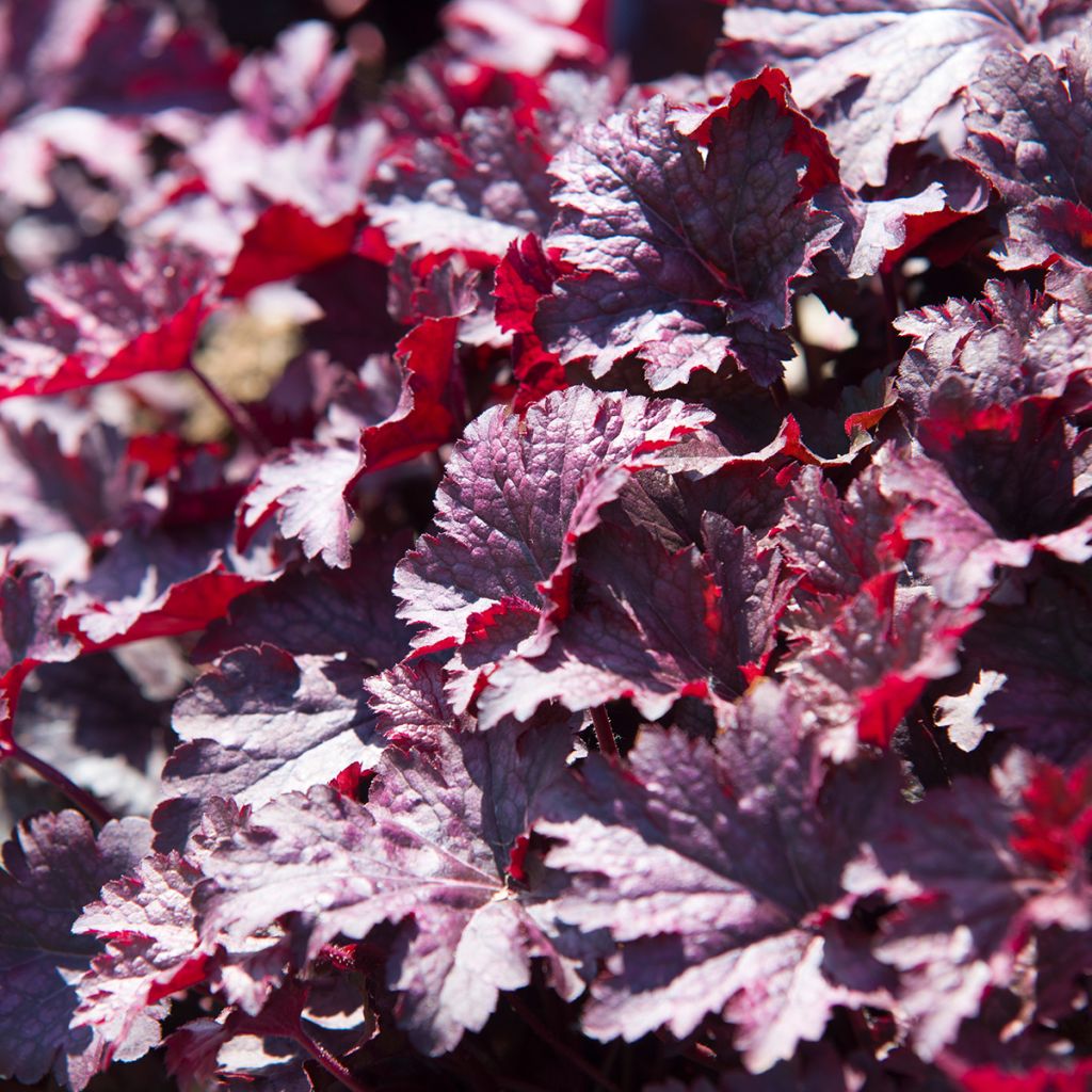 Heuchera Obsisian