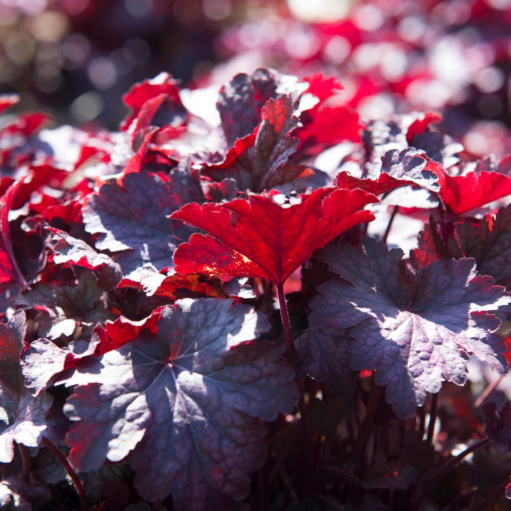 Heuchera Obsisian