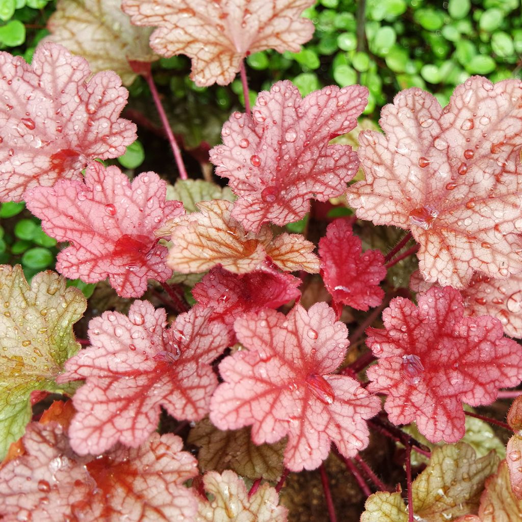 Heuchera Paprika