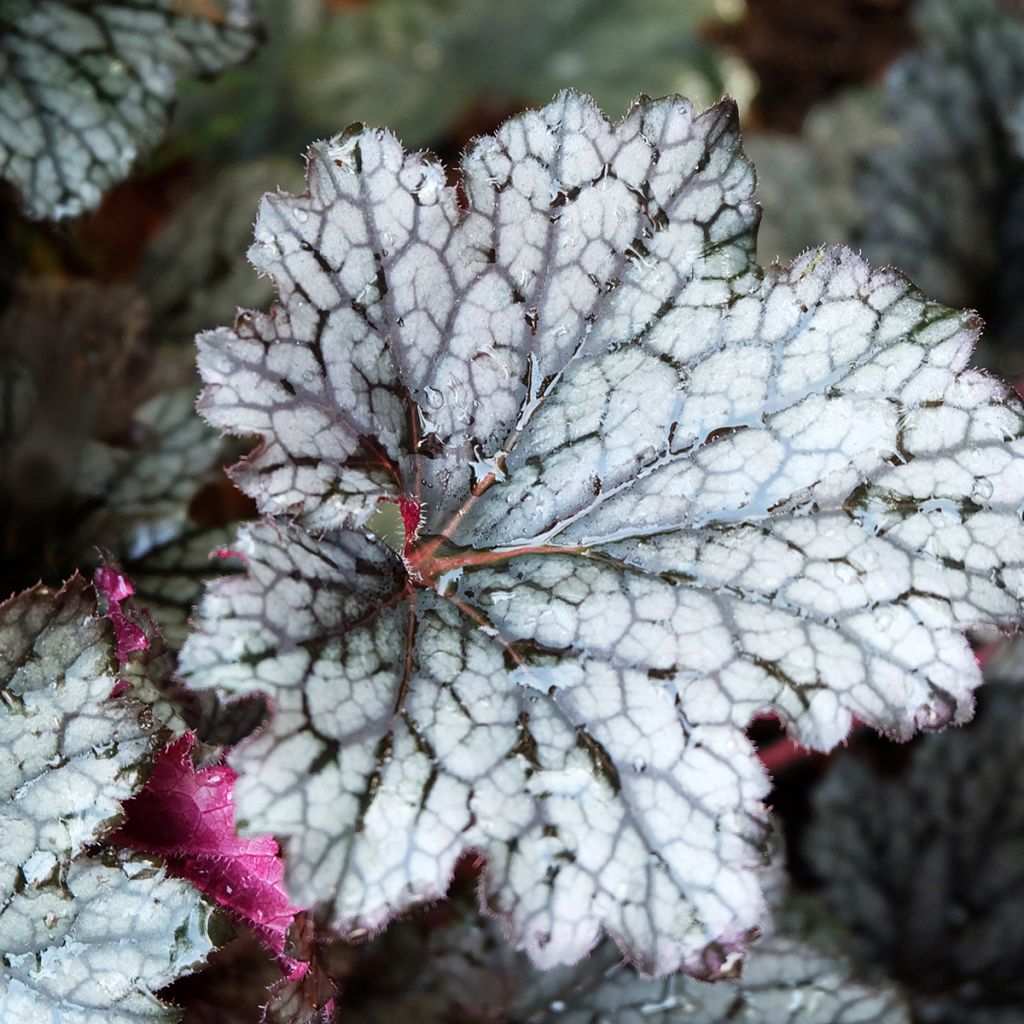 Heuchera Plum Pudding