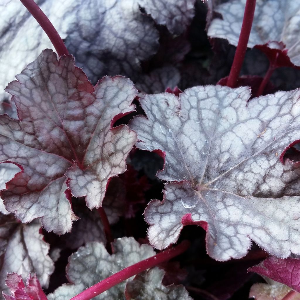 Heuchera Plum Pudding