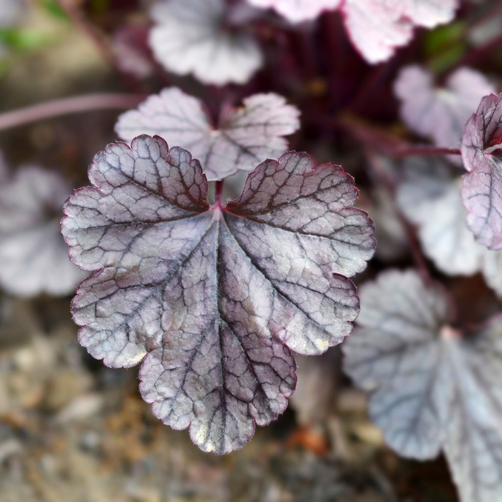 Heuchera Prince of Silver