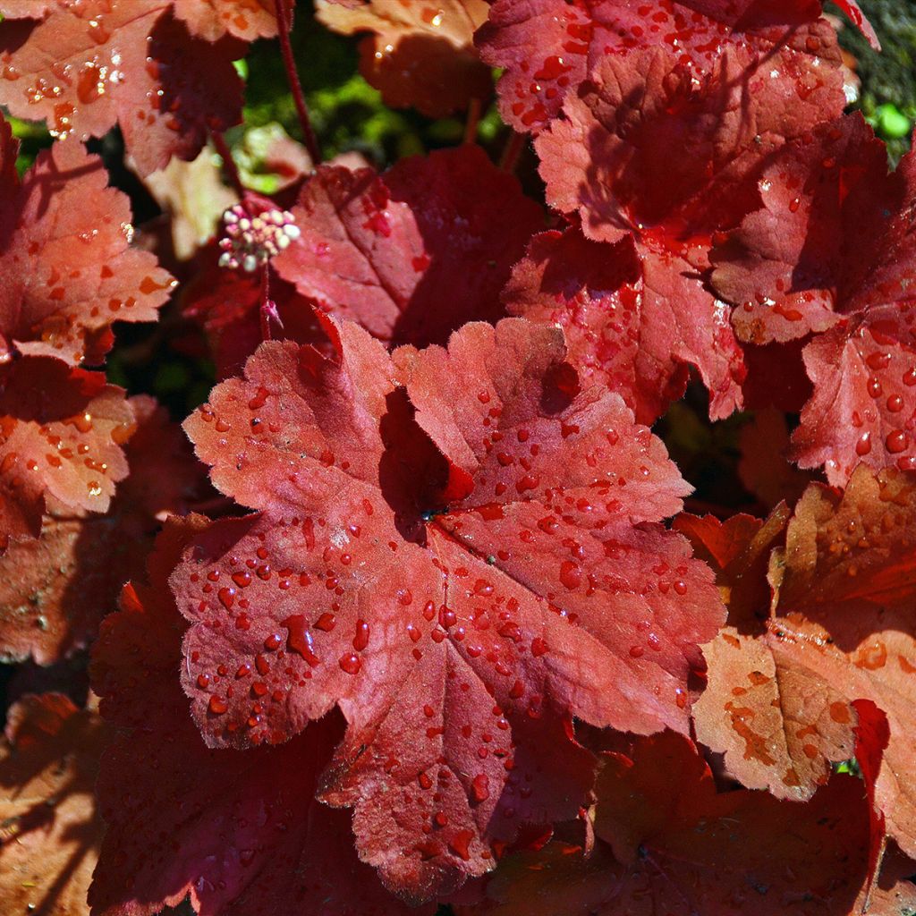 Heuchera Rio