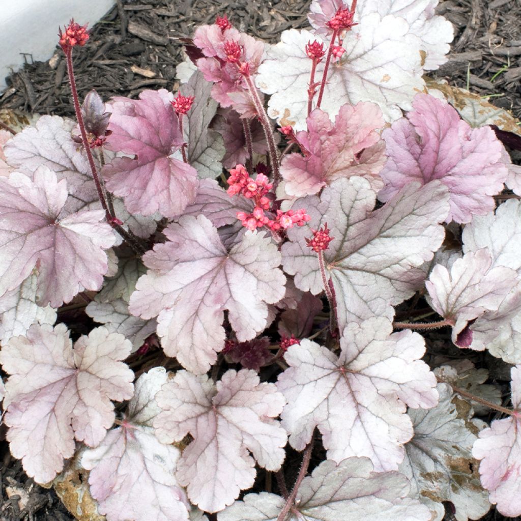 Heuchera Silver Gumdrop