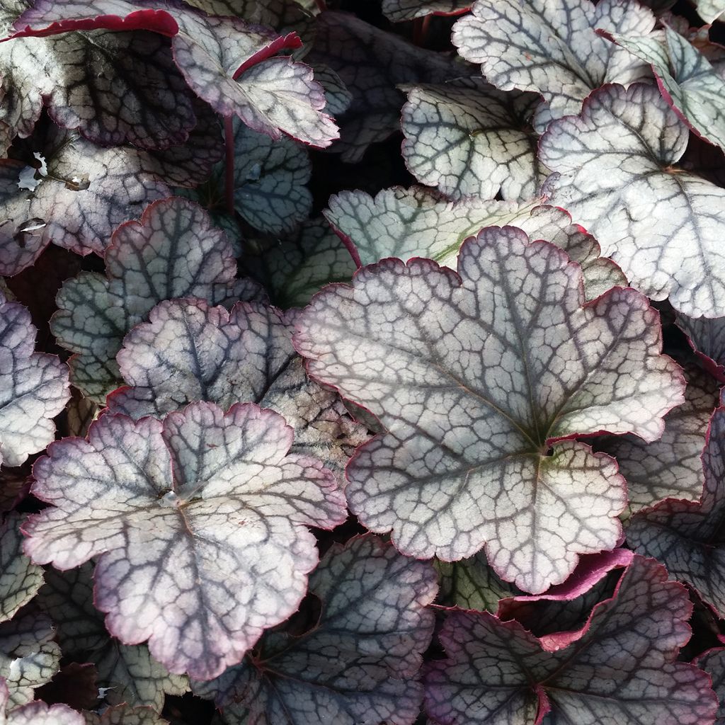 Heuchera Silver Scrolls