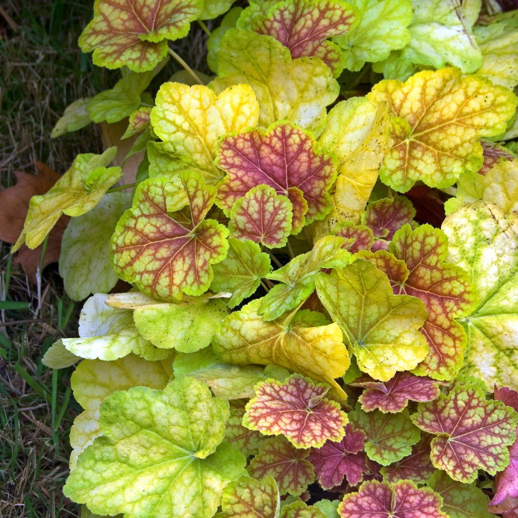 Heuchera Tiramisu