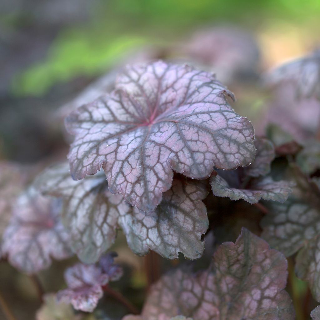 Heuchera Velvet Night