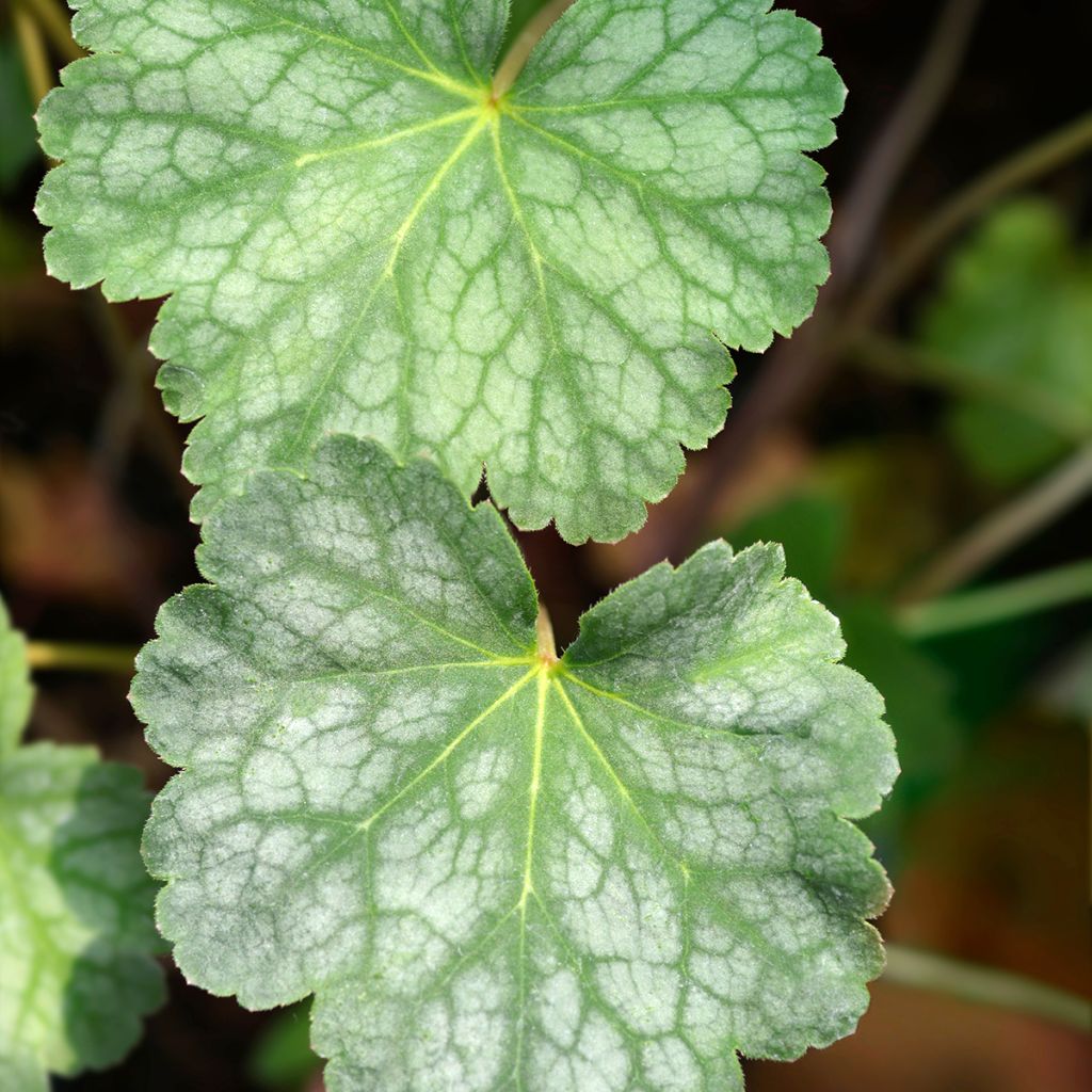 Heuchera americana Dale s Strain