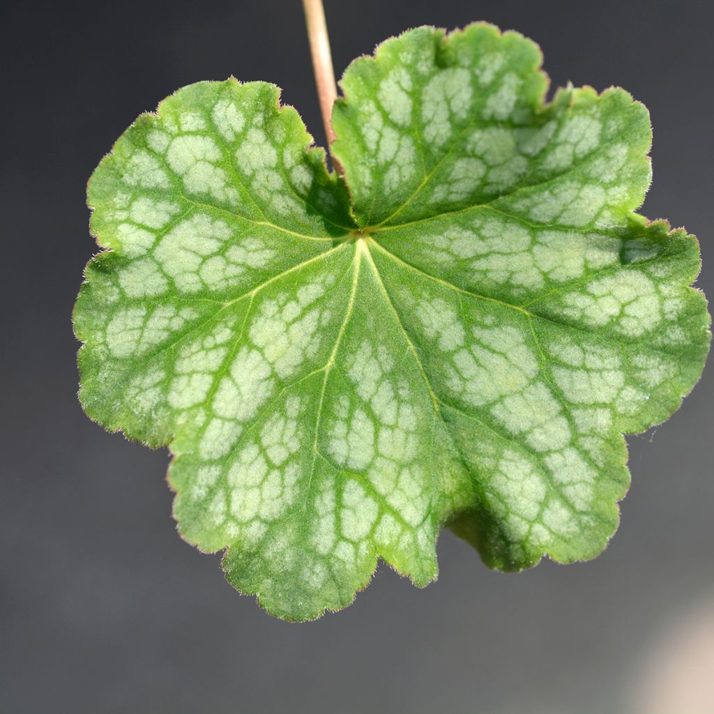 Heuchera americana Dale s Strain