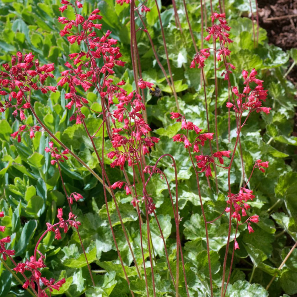 Heuchera sanguinea Snow Storm - Campana de coral