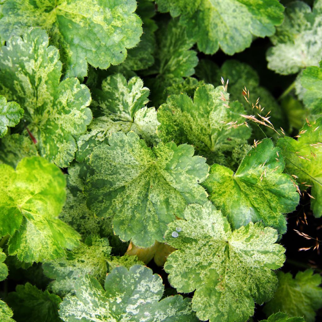 Heuchera sanguinea Snow Storm - Campana de coral