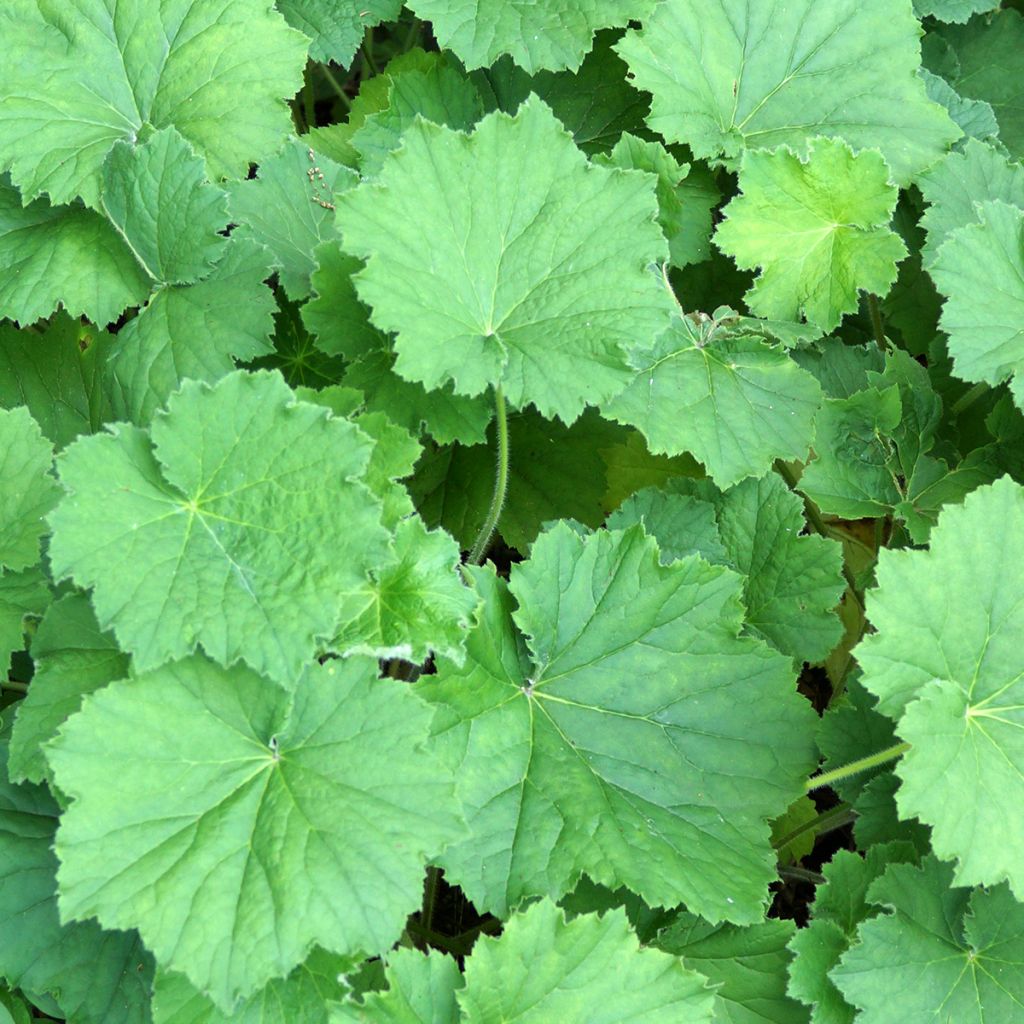 Heuchera Chantilly