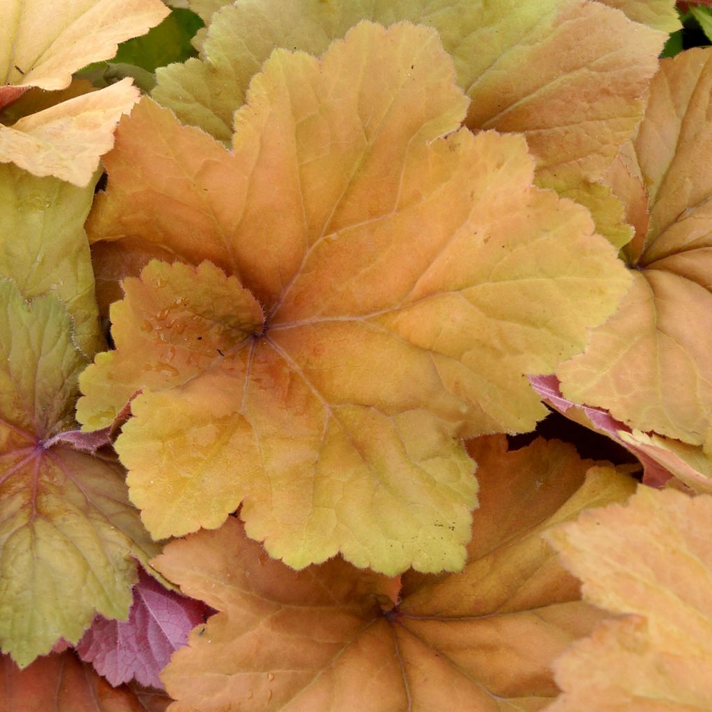 Heuchera Mega Caramel