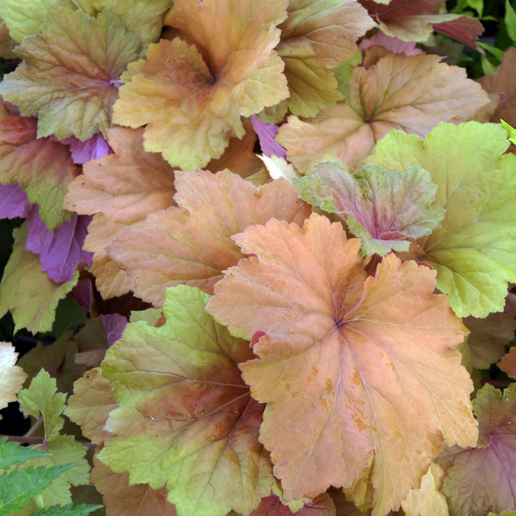 Heuchera Mega Caramel