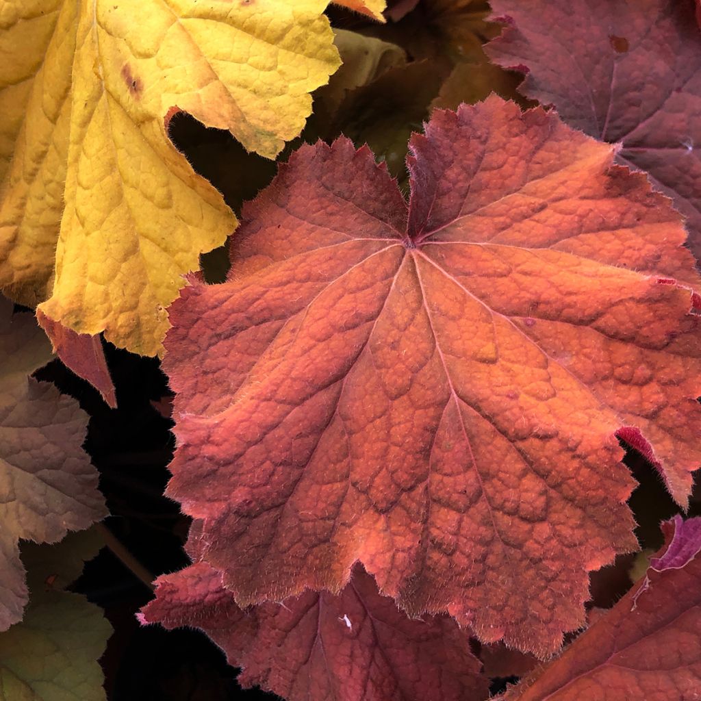 Heuchera Mega Caramel