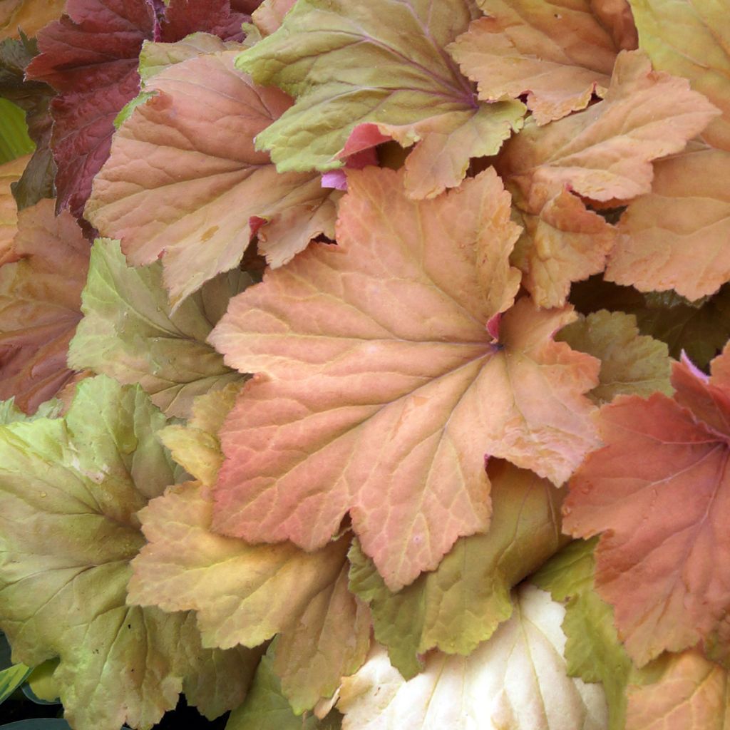 Heuchera Mega Caramel