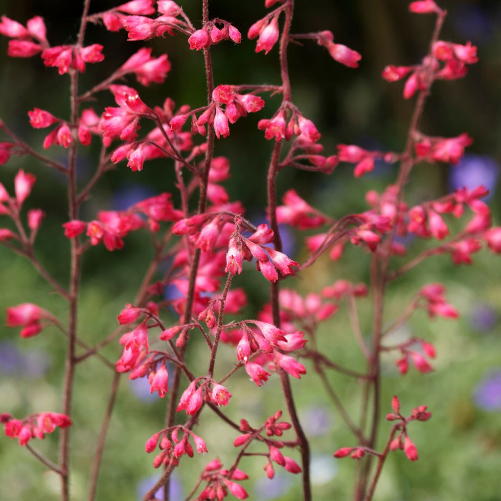 Heuchera Pluie de Feu