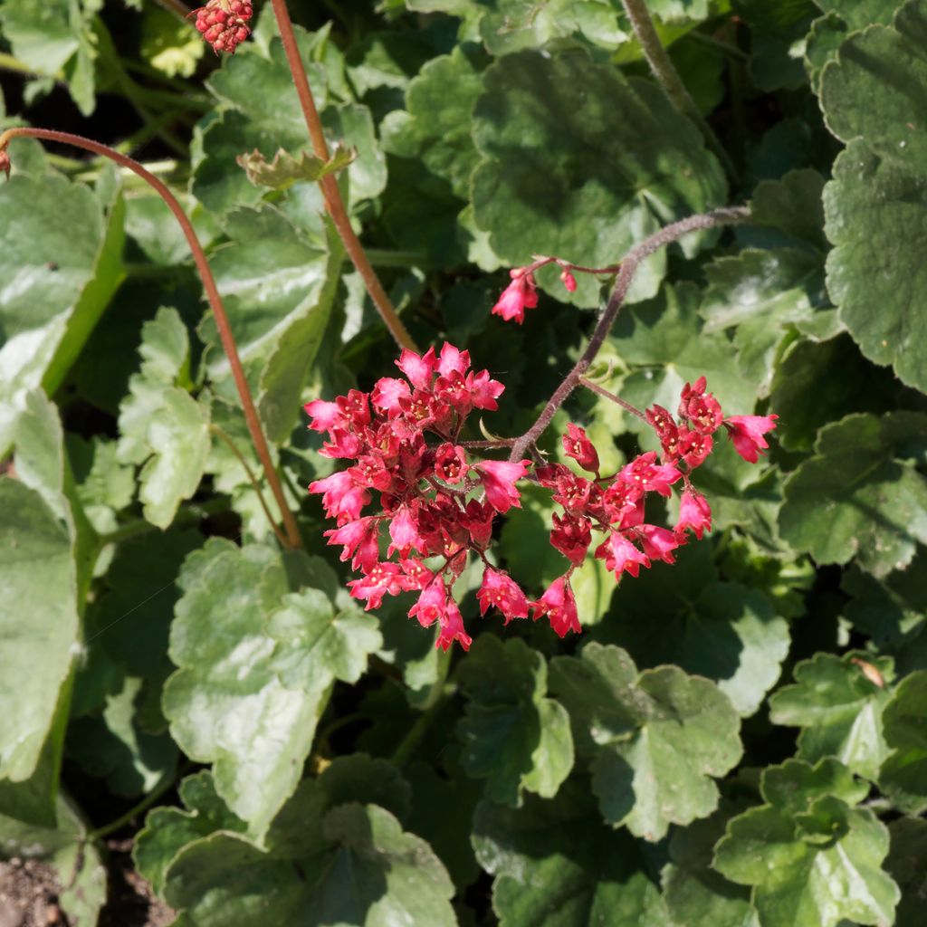 Heuchera Pluie de Feu