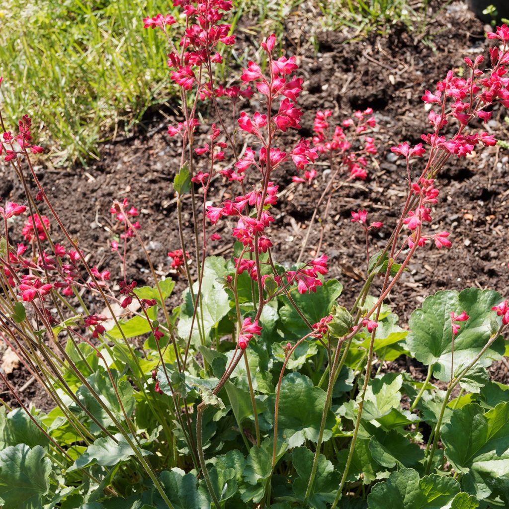 Heuchera Pluie de Feu