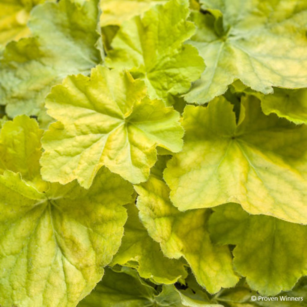 Heuchera Pretty Pistachio