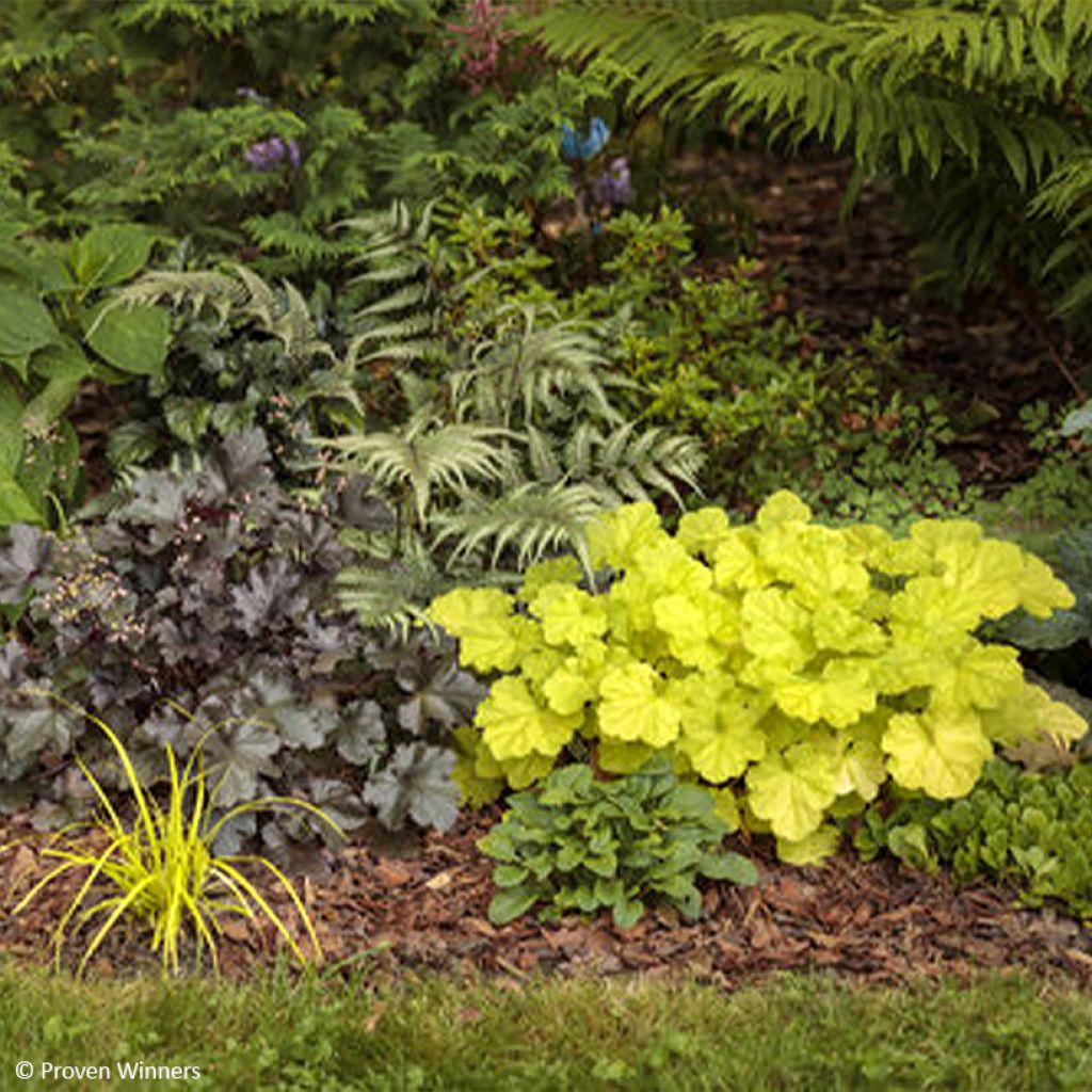 Heuchera Pretty Pistachio