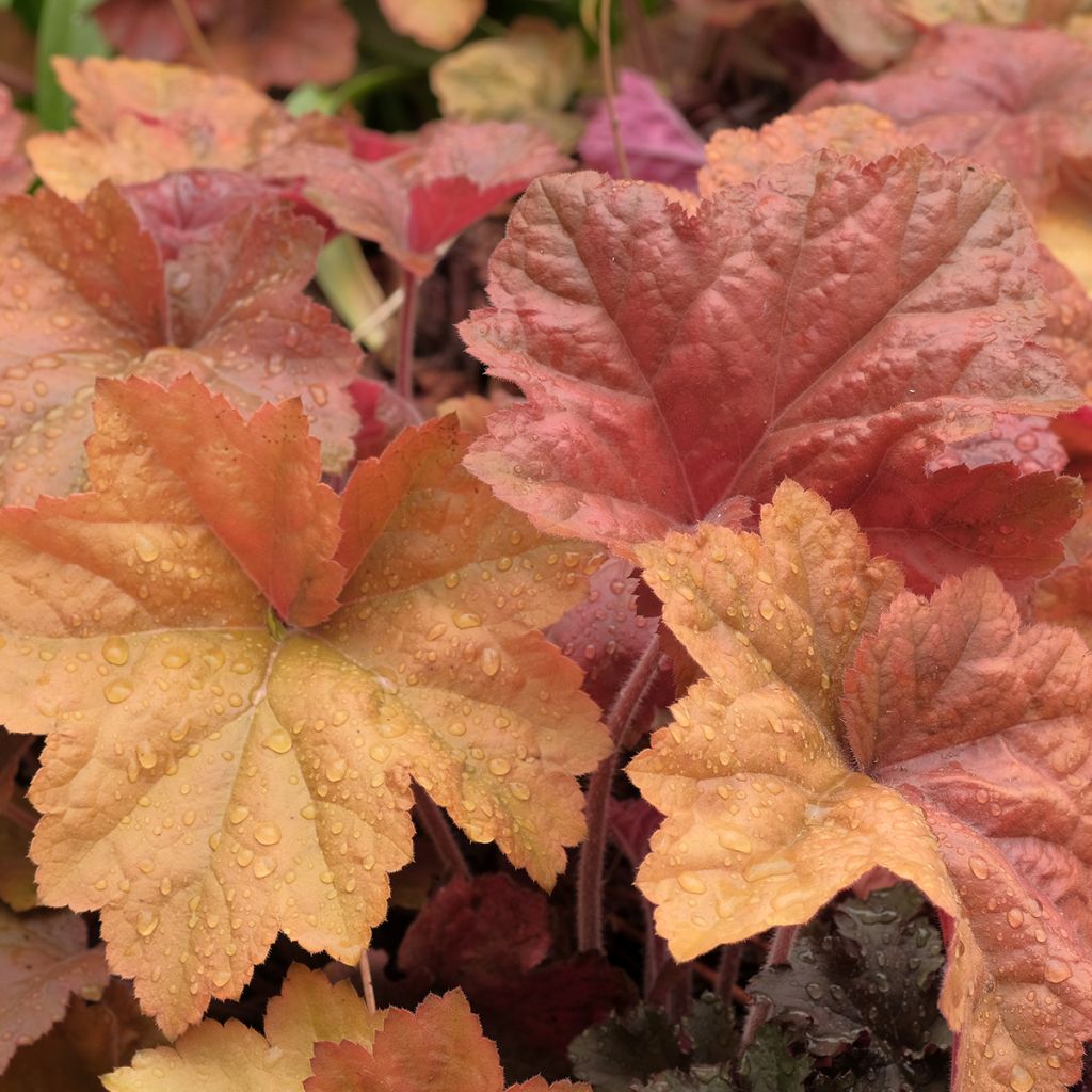 Heuchera Southern Comfort