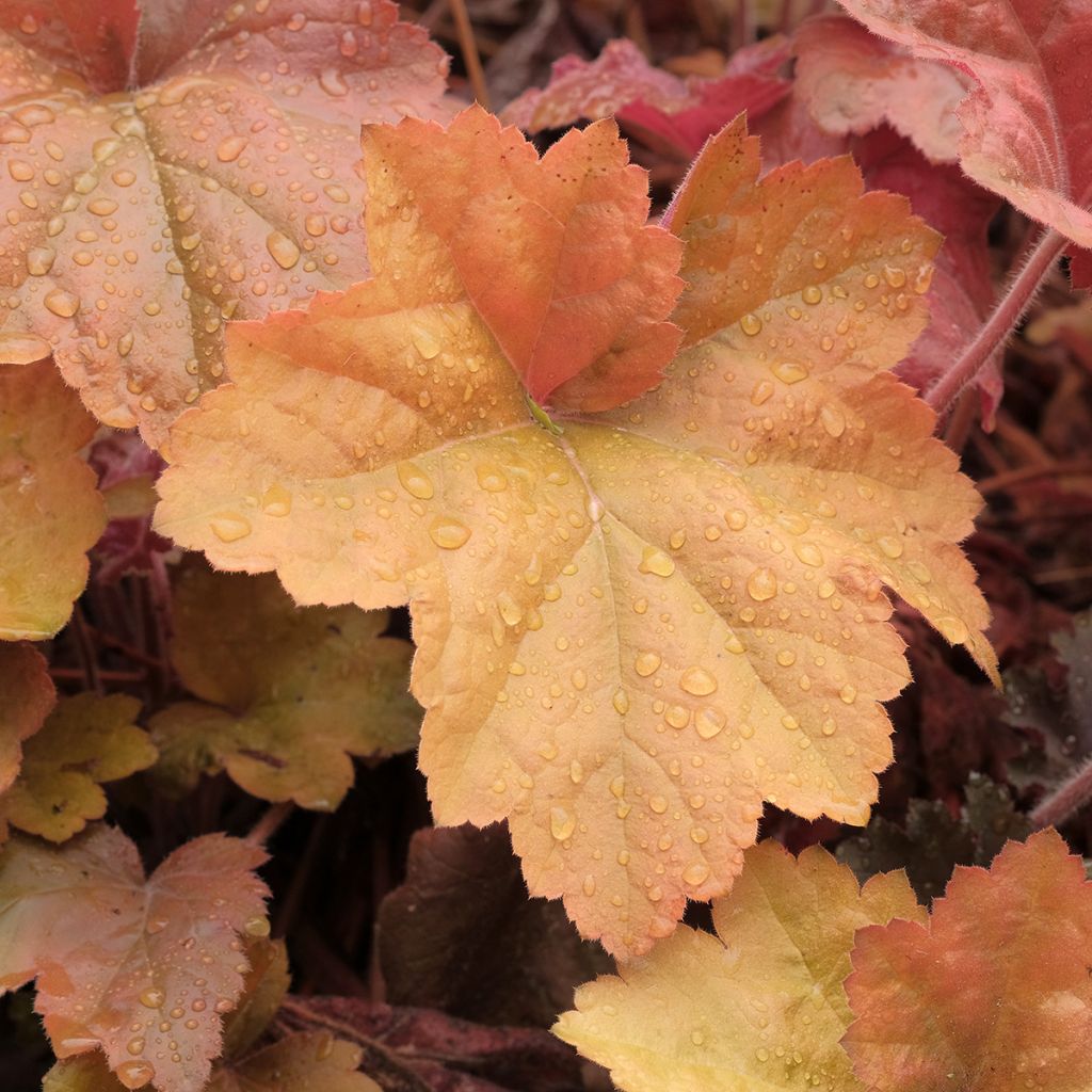 Heuchera Southern Comfort