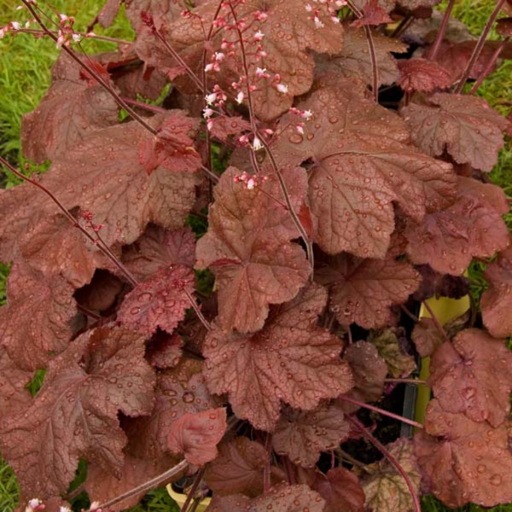 Heuchère - Heuchera Beaujolais