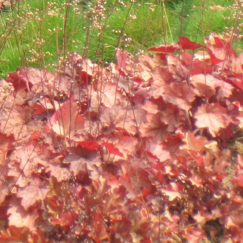 Heuchère - Heuchera Cherry Cola