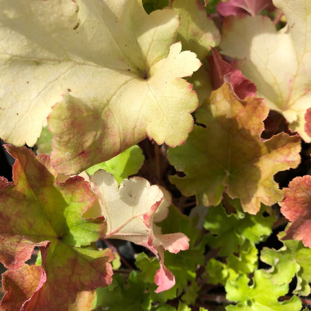 Heuchère - Heuchera Lime Marmalade