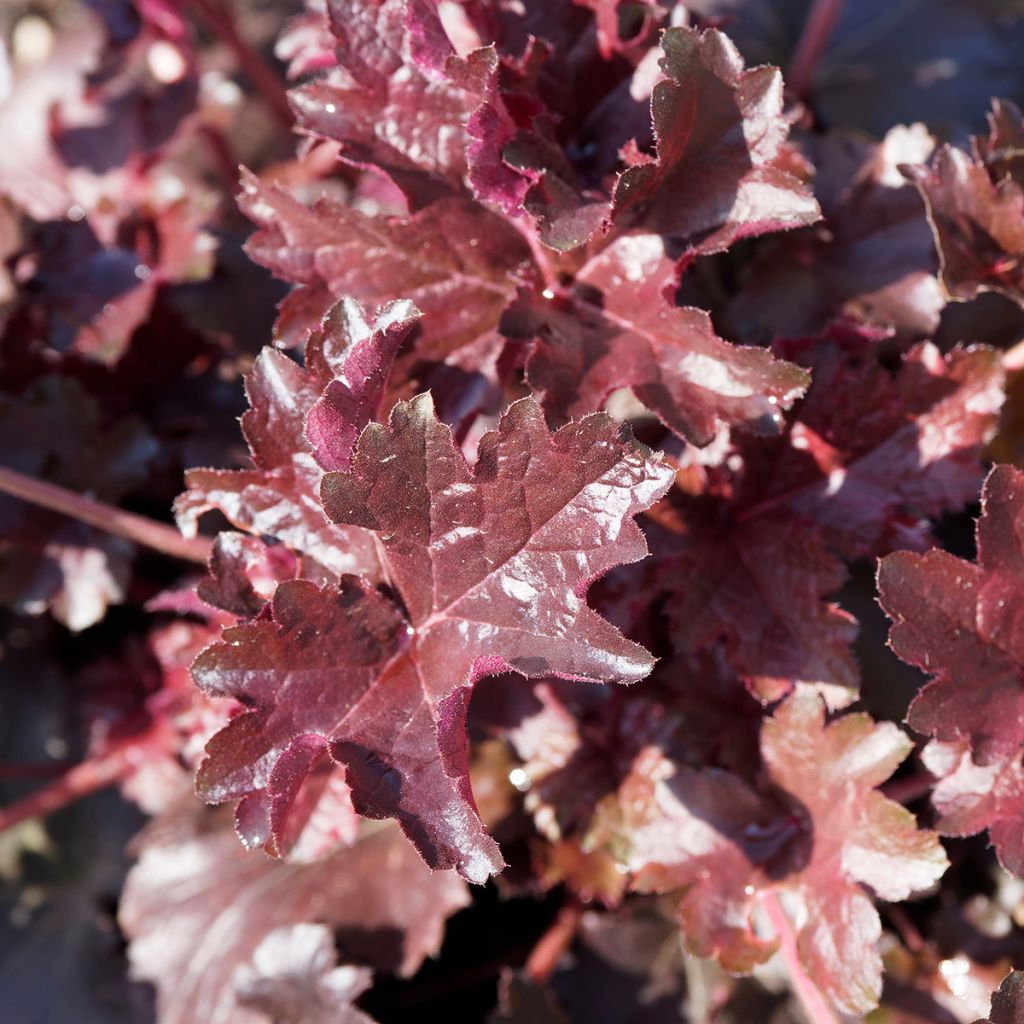 Heuchera micrantha var.diversifolia Palace Purple