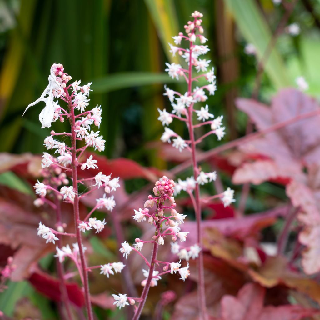 Heuchera micrantha var.diversifolia Palace Purple