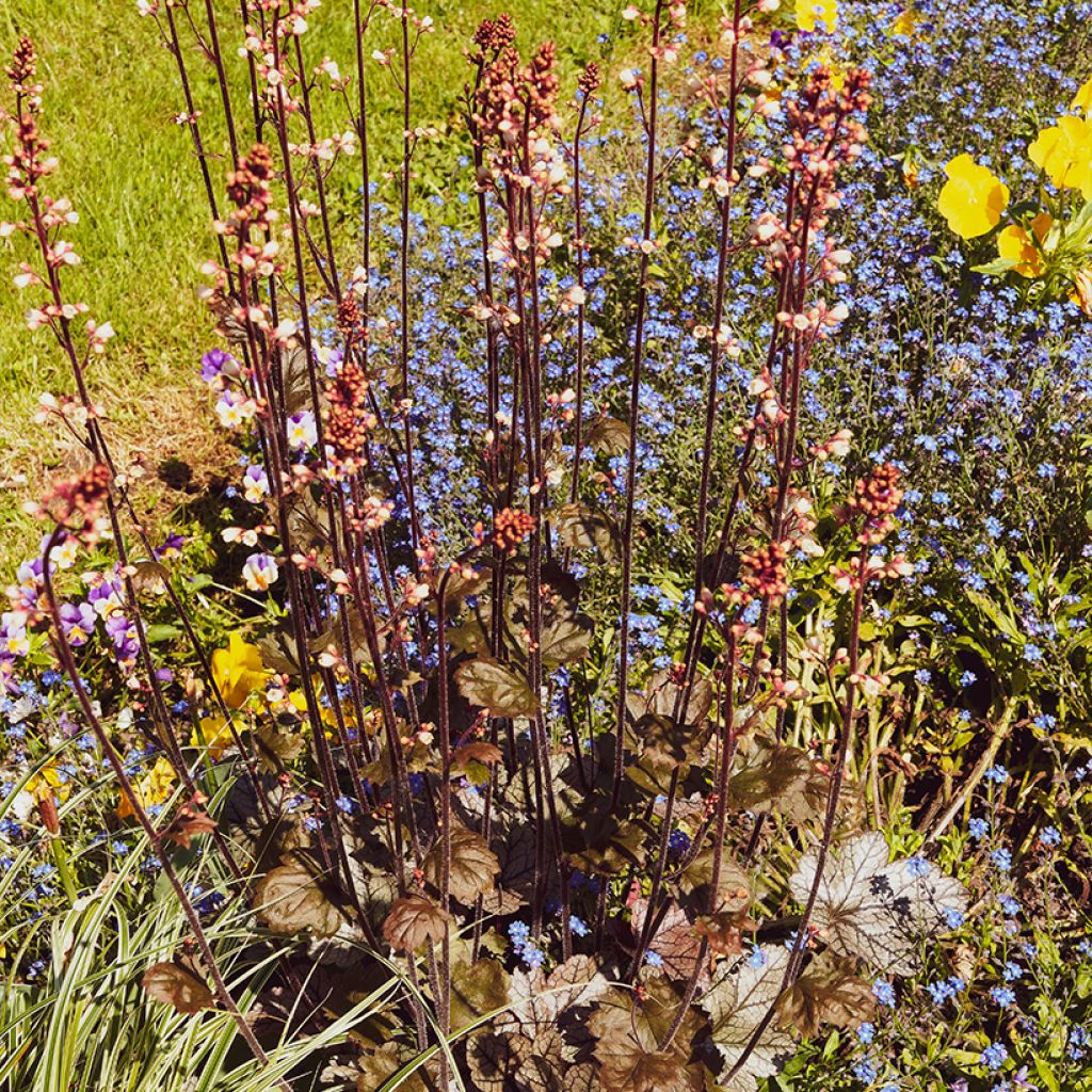 Heuchera micrantha var.diversifolia Palace Purple