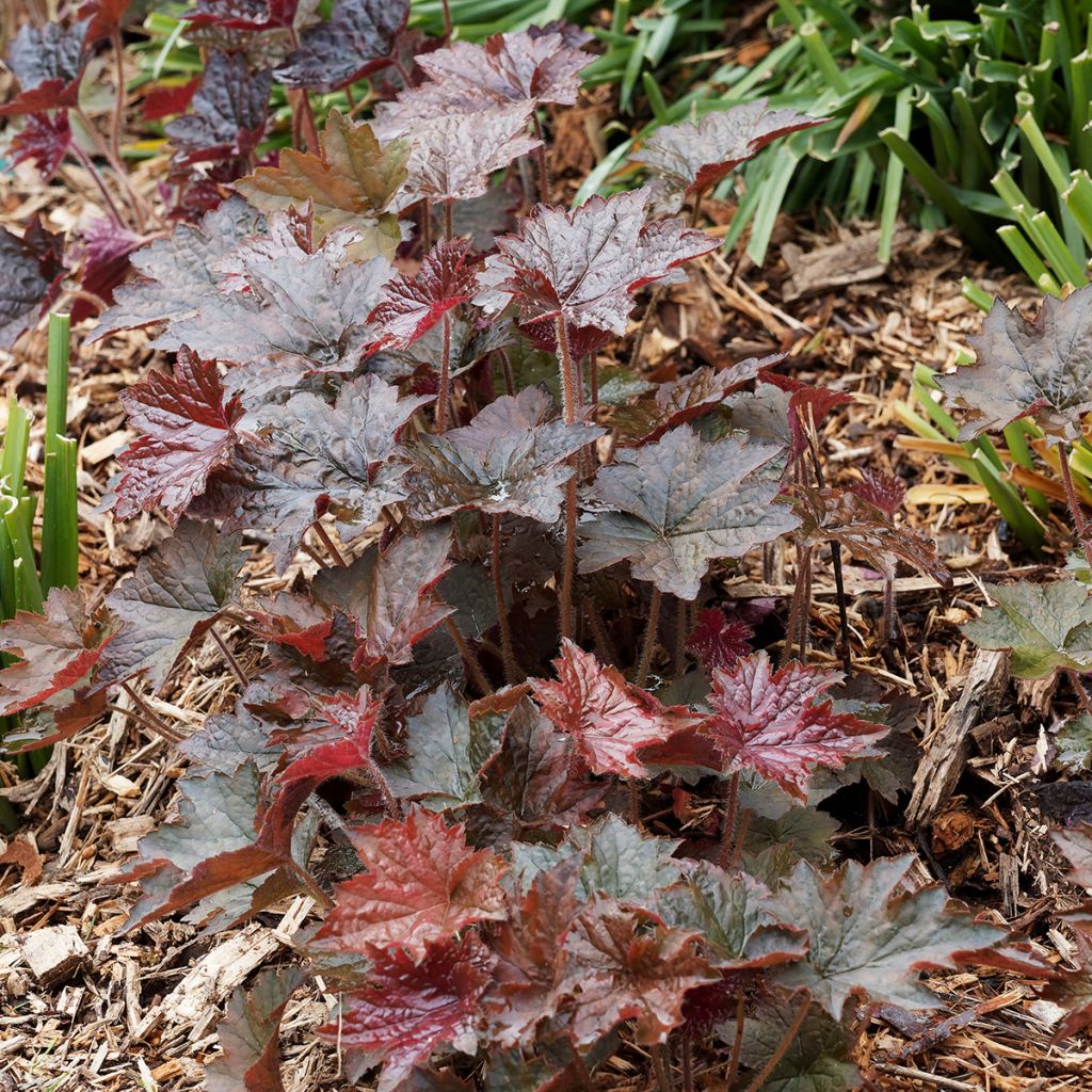 Heuchera micrantha var.diversifolia Palace Purple