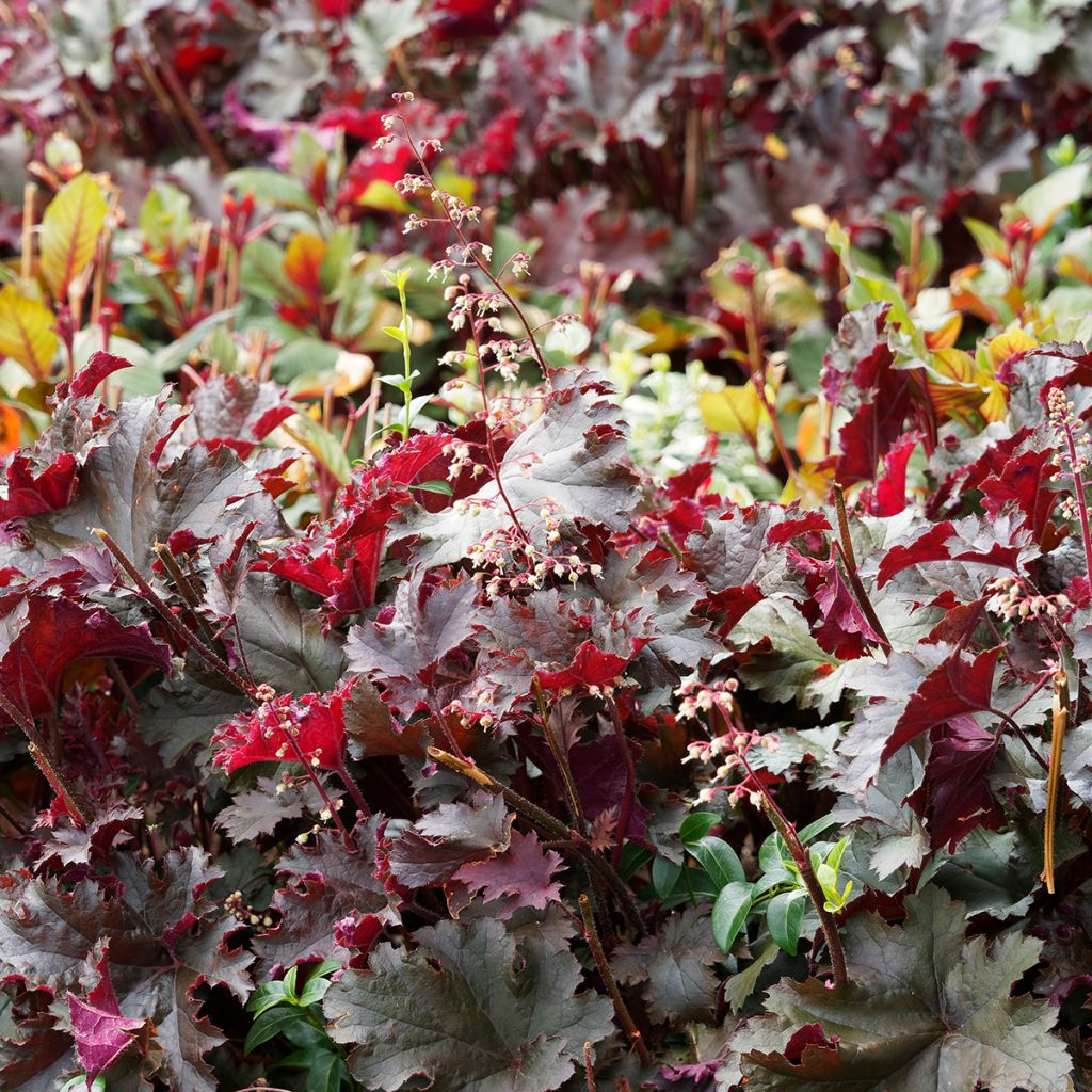 Heuchera micrantha var.diversifolia Palace Purple