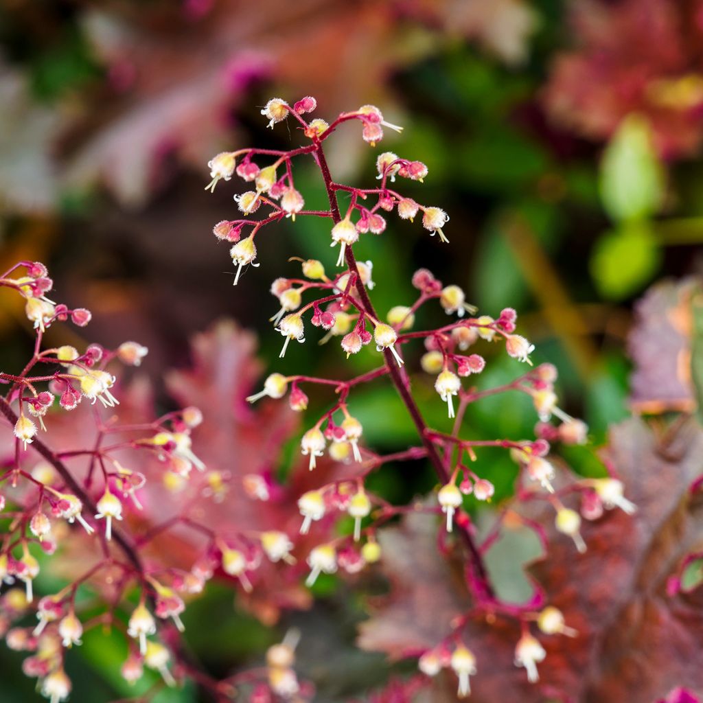 Heuchera micrantha var.diversifolia Palace Purple