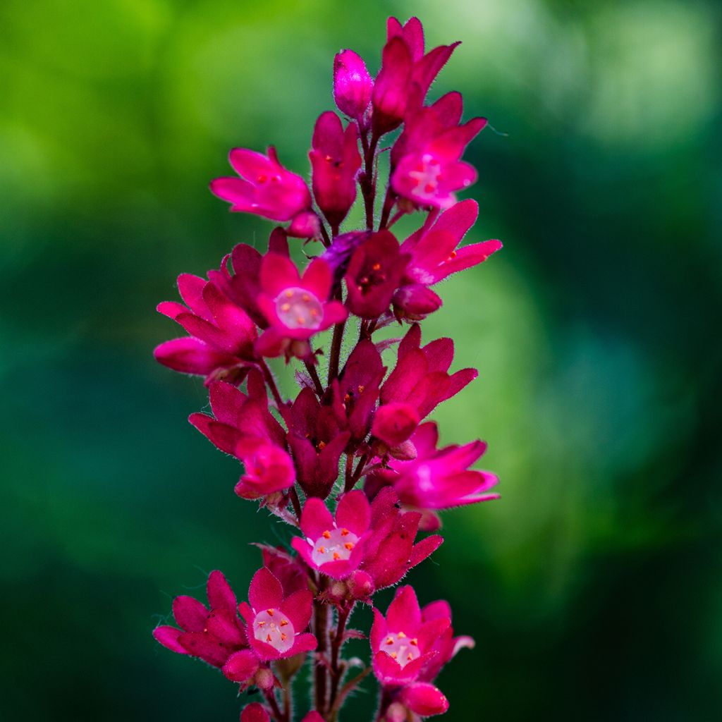 Heuchera sanguinea Leuchtkäfer